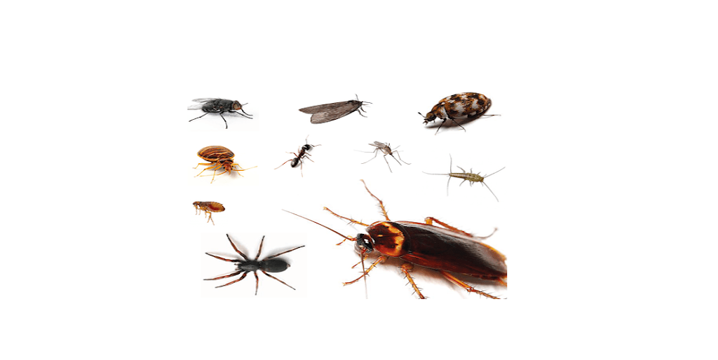 Bay City Pest Control
