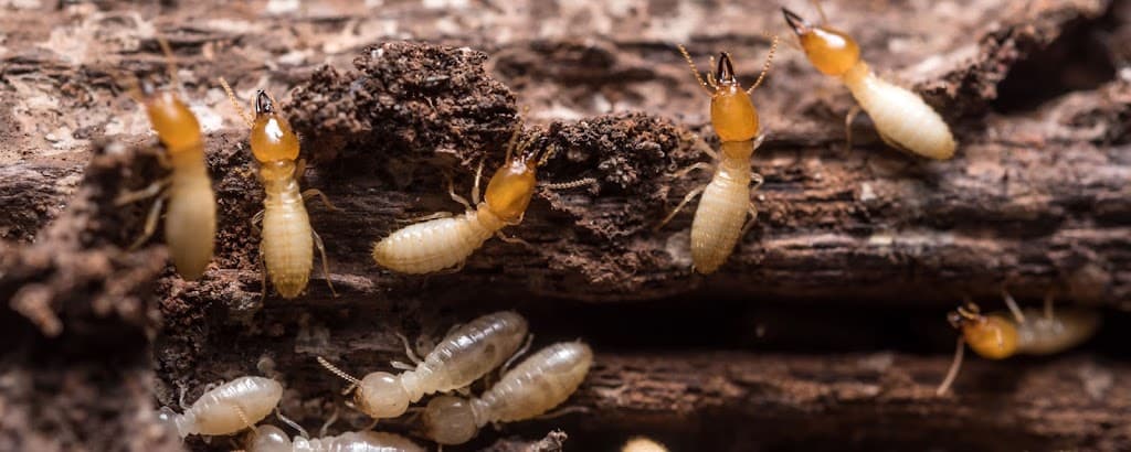 Pete’s Pest Control Toowoomba | Local Pest Control