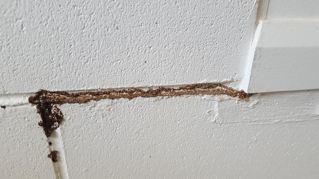 Total Pre-Purchase Building and Pest Inspections Townsville