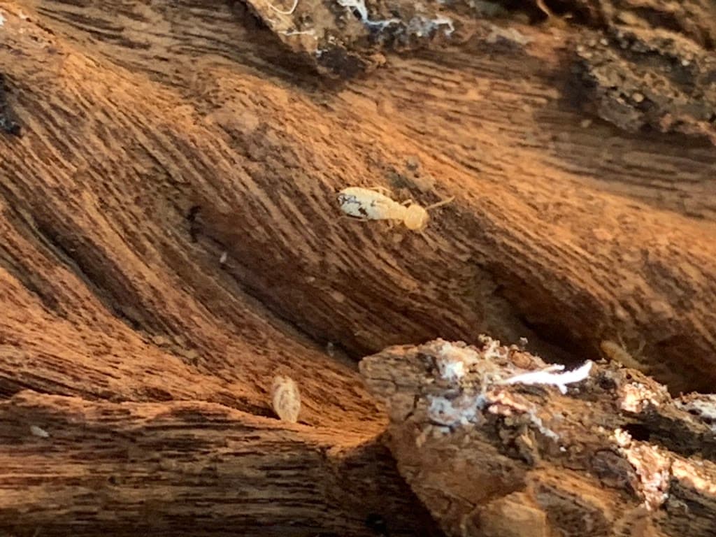 Golds Termite and Pest Control
