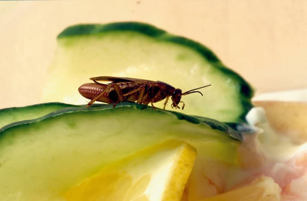 Flick Pest Control Townsville