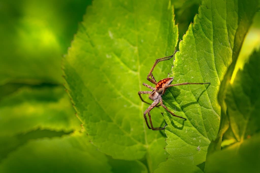 AAA Termite & Pest Control Services