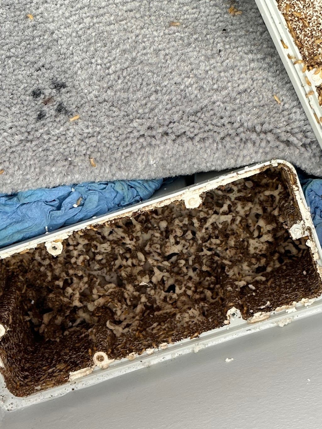 Cantips Pest Control