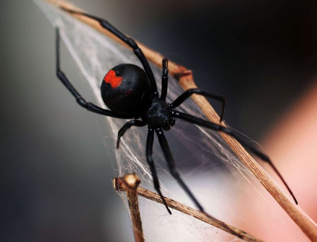Orange Pest Control Services