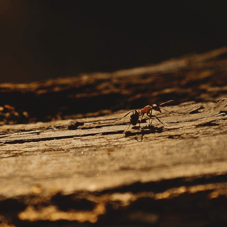 Total Pest Management Townsville