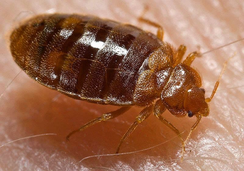Pestpac Pest Control Albury Wodonga