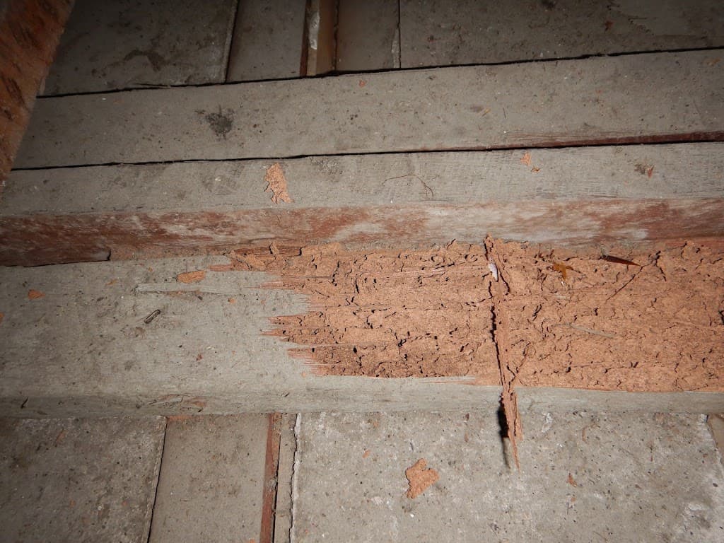 Accurate Pest Control & Building Inspections Newcastle