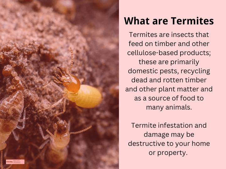 Control Pest Management Gold Coast