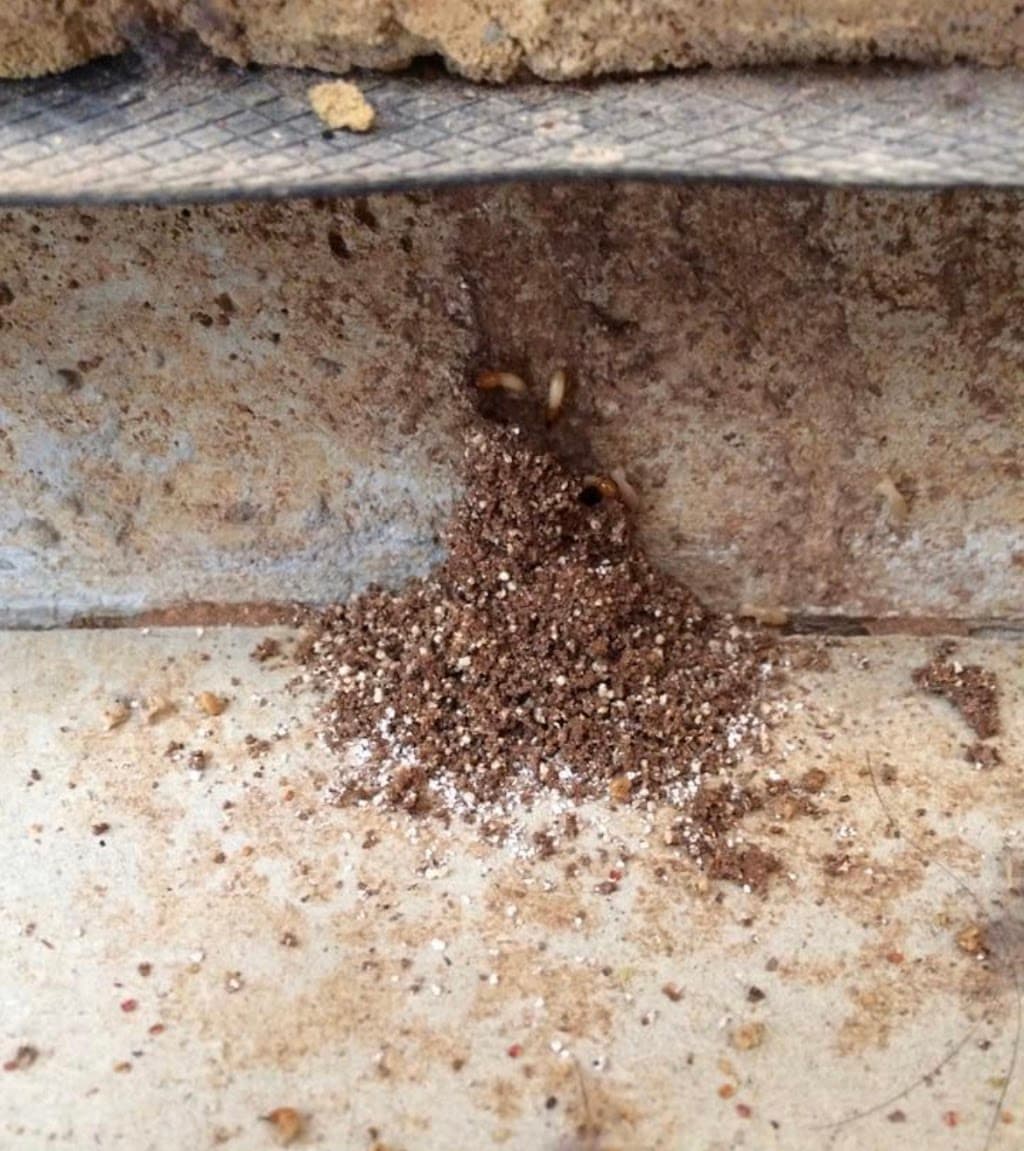 BioPest Australia | Adelaide Pest Control Services