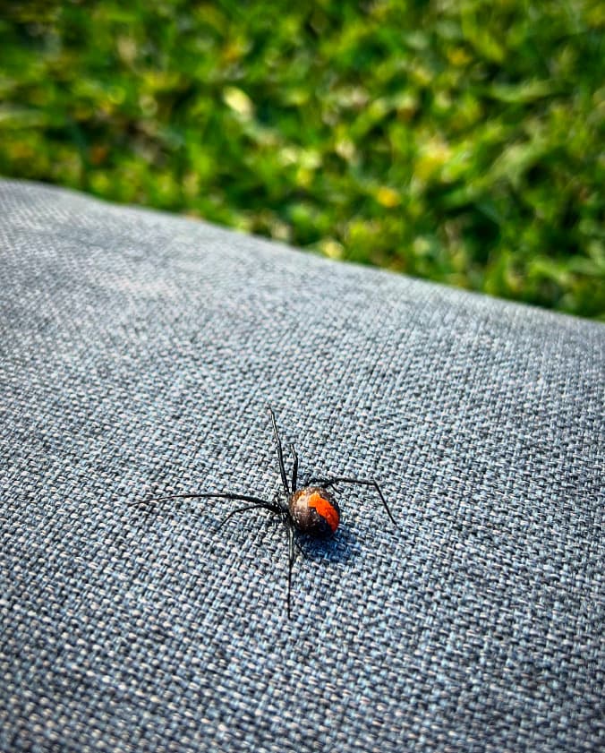 BugFree Pest Control