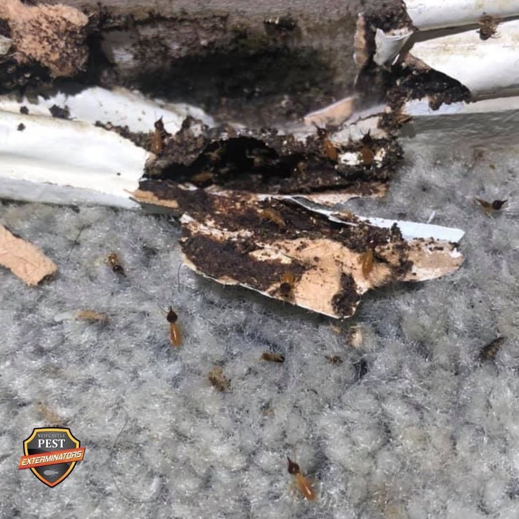 Newcastle Pest Exterminators