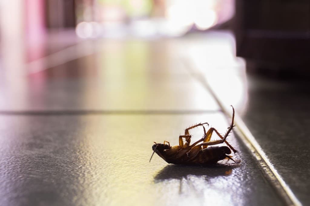 Pest Control Australia Brisbane South