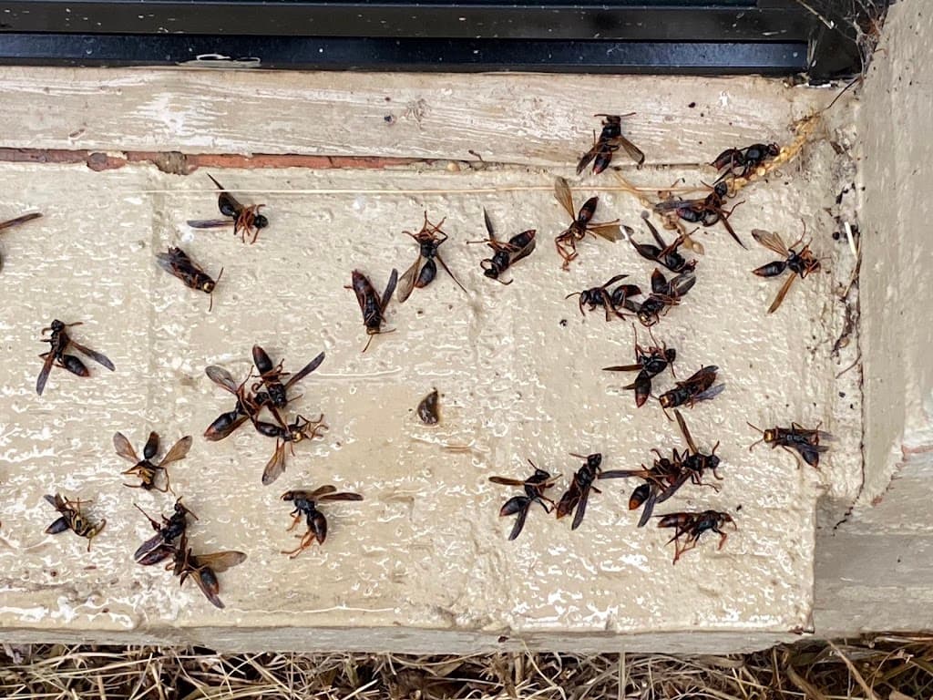 OZ PEST CONTROL CANBERRA