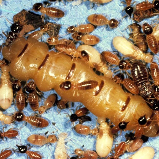 Townsville Termites Specialist