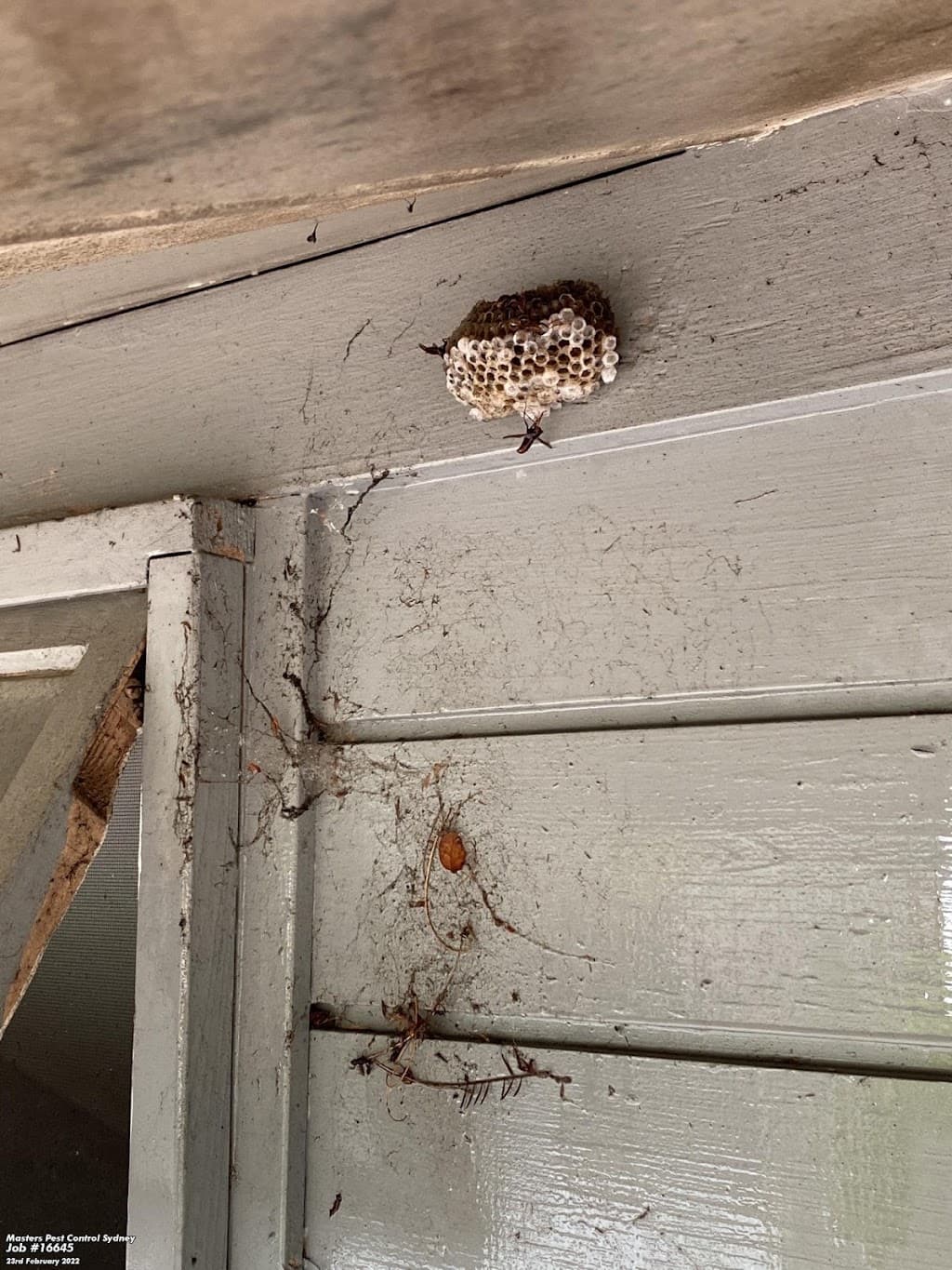 Masters Pest Control Sydney