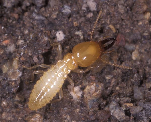 Accurate Pest Management
