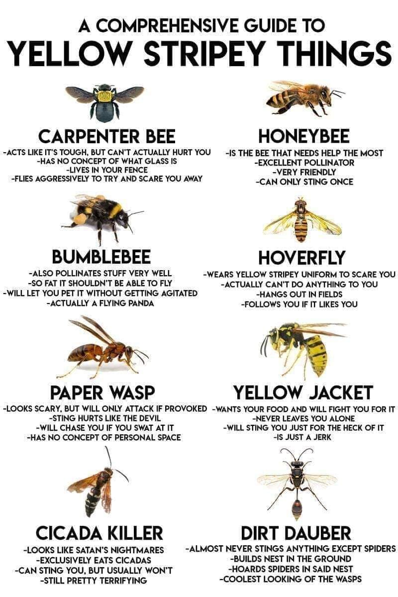 5 Star Pest Solutions