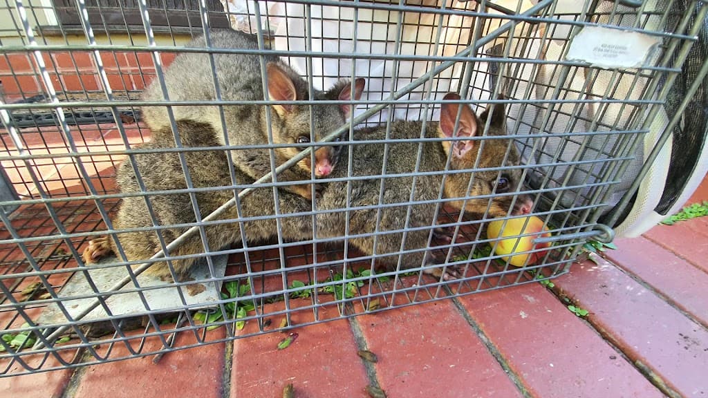 RID Pest Control
