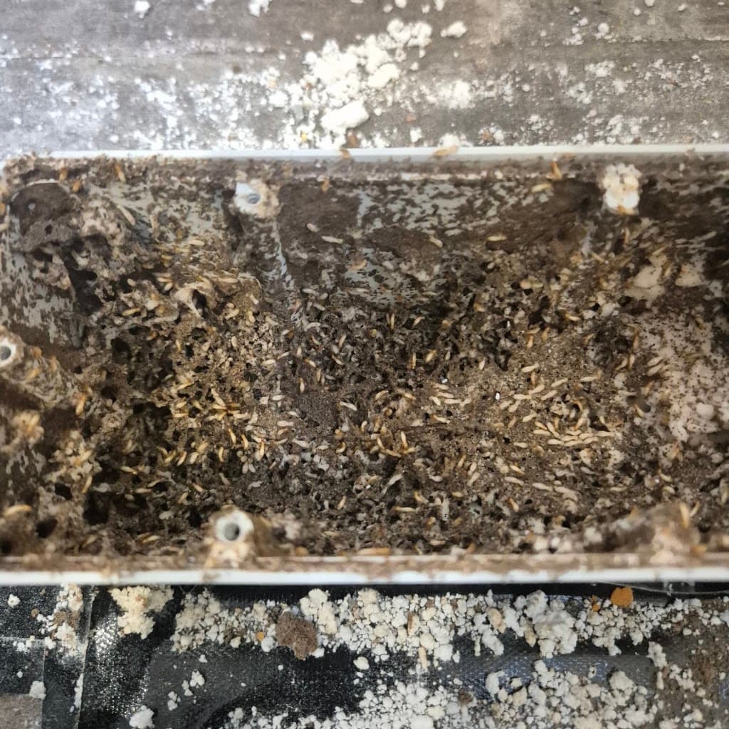 Flick Pest Control Melbourne