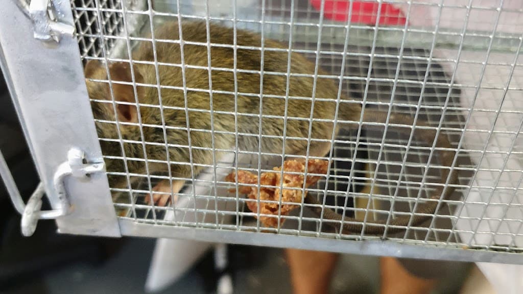 Rat Pest Control Brisbane