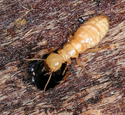 Pest Control Australia