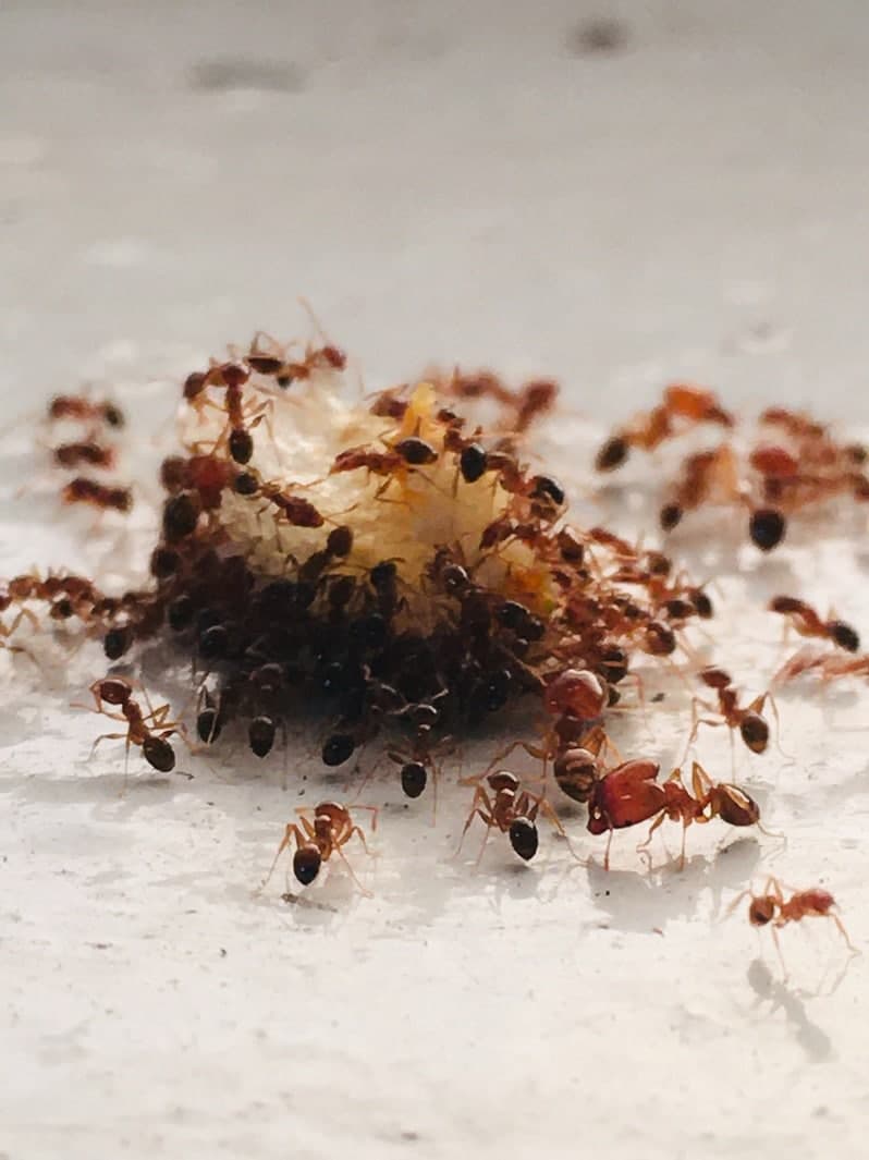 Orbit Pest Control Melbourne