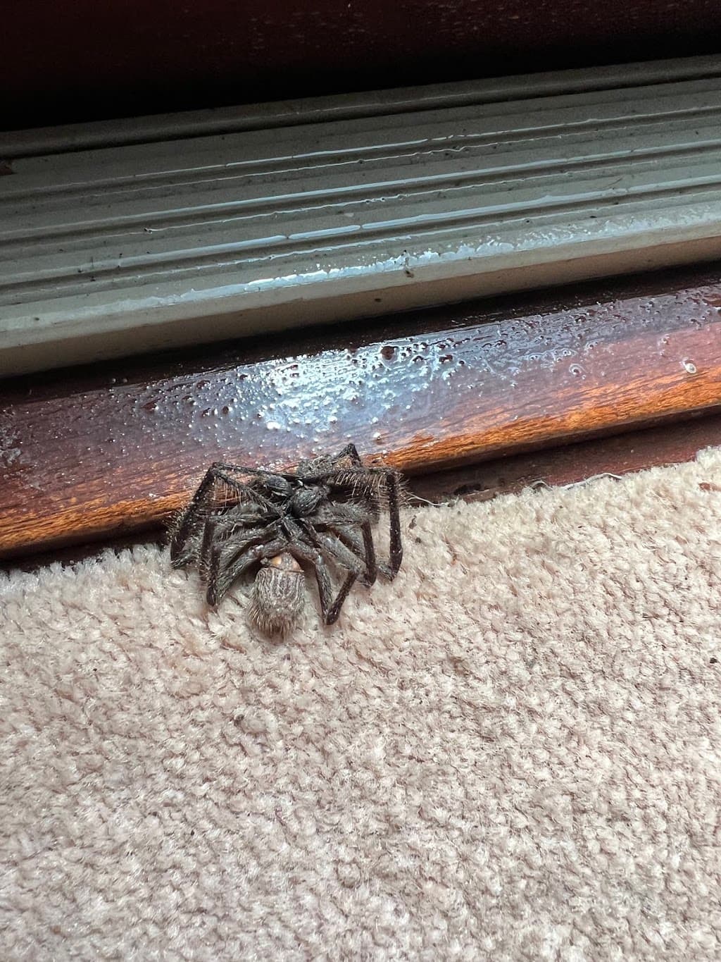 Emergency Pest Controller Geelong