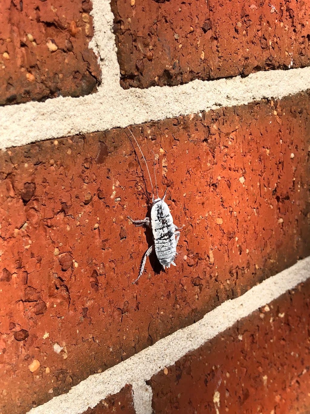 All In One Pest Control & Termites