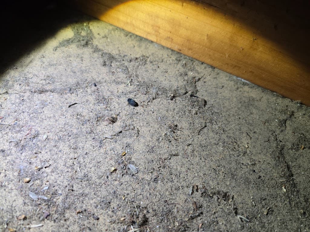 A1 Pest Control