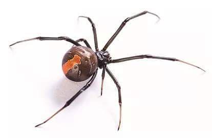 Local Choice Pest Control