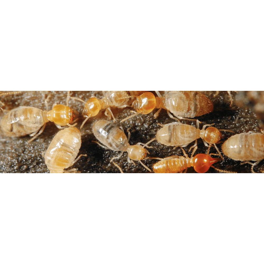 Exodus Pest Management - Coffs Harbour