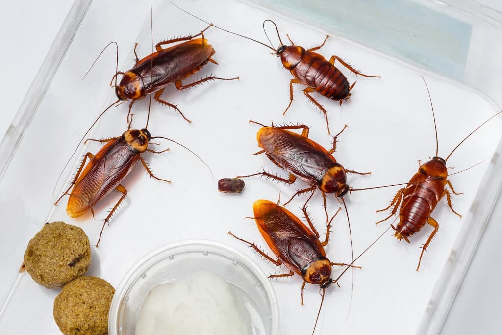Pure Pest Control