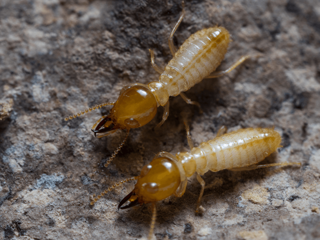 Tom's Pest Control Canberra