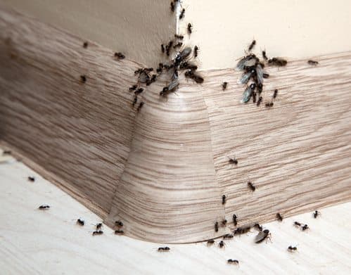 All Aspects Pest Control - Termite and Pest Control Gold Coast