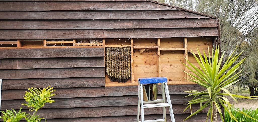 Craig Harrison Bee Removal