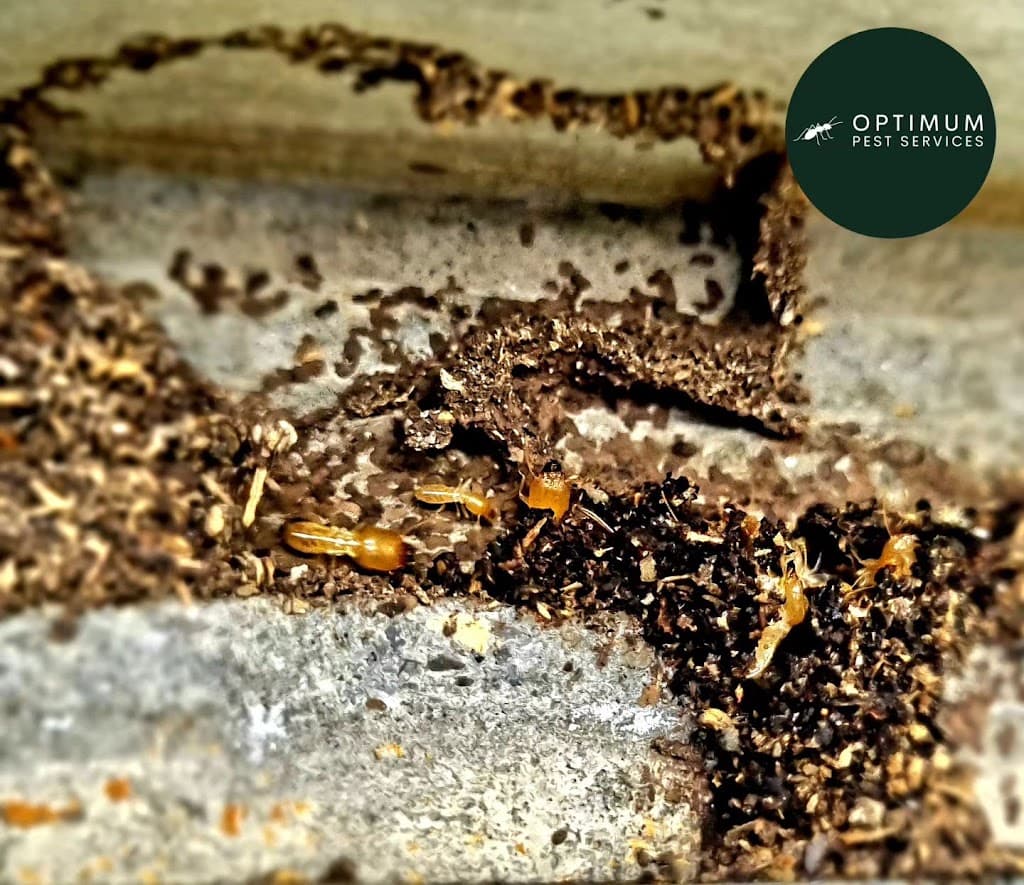 Optimum Pest Services