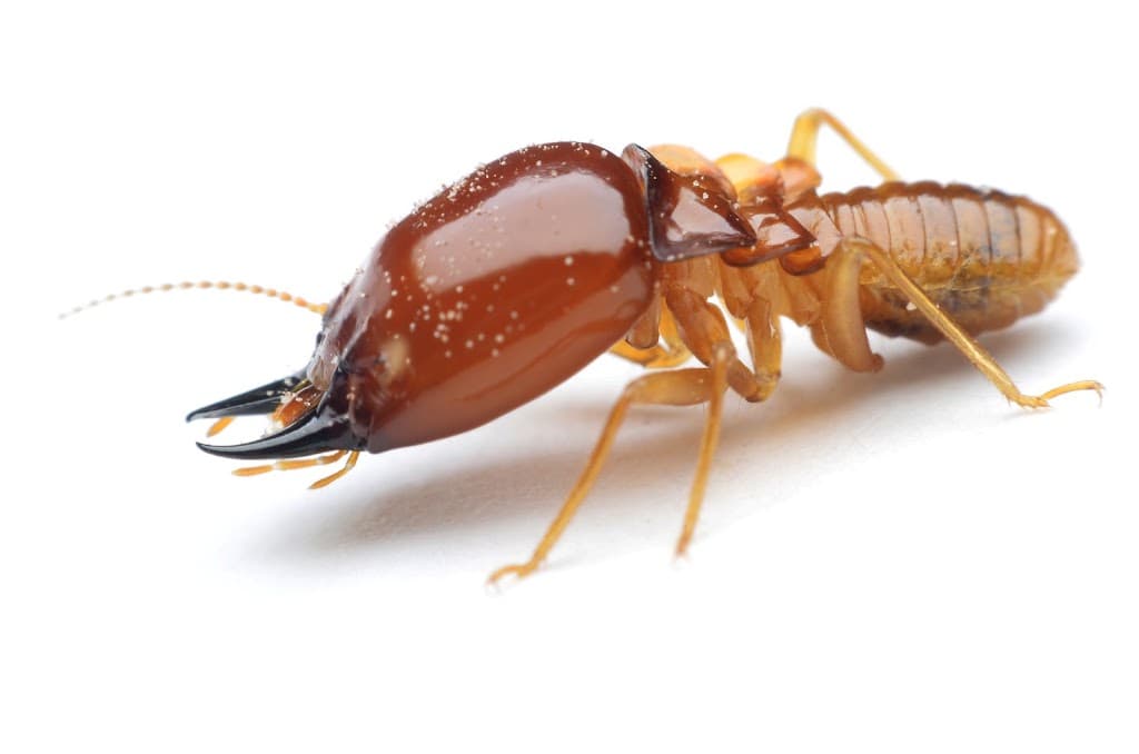 Coffs Coast Building & Pest Inspections