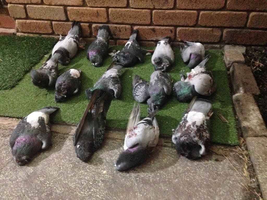 Perth Pigeon Removal