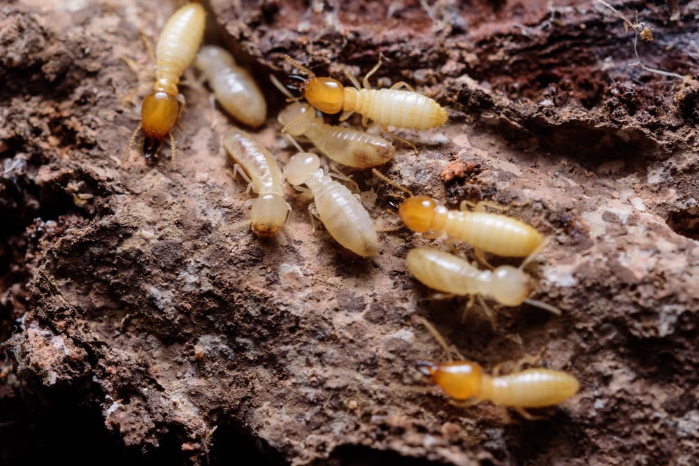 Pest Control Townsville