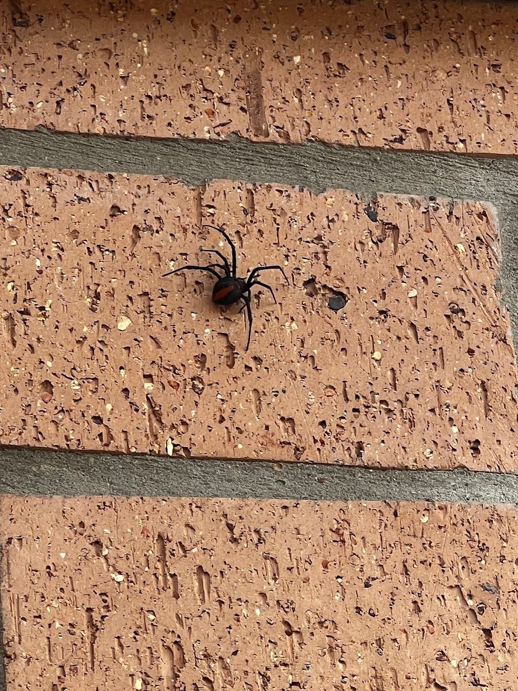 BugsPatrol Pest Management