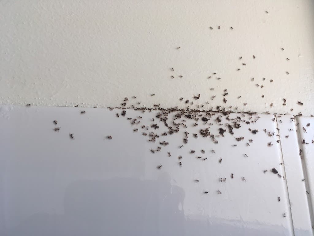 Central Fumigation & Pest Management Services