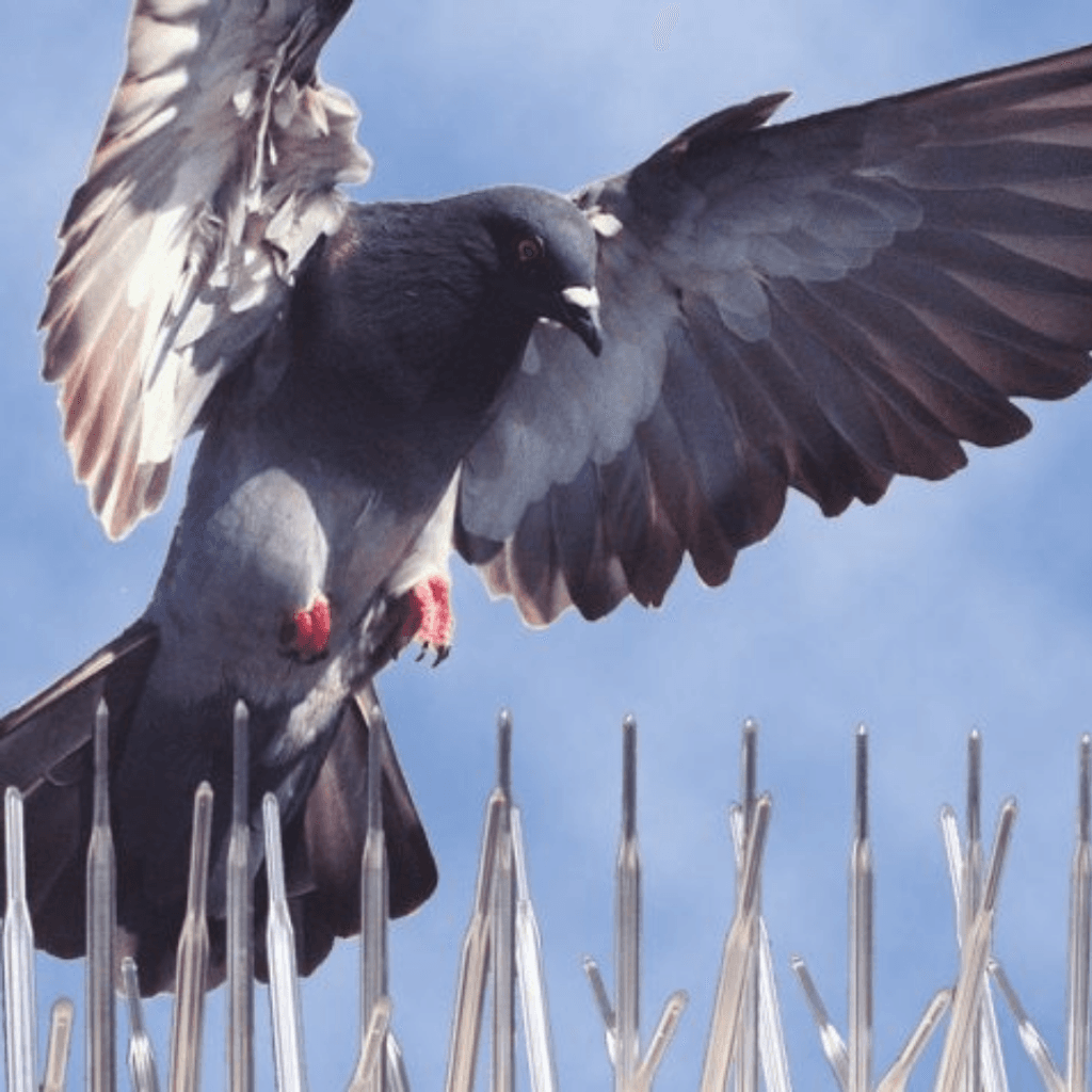 A Class Bird Control