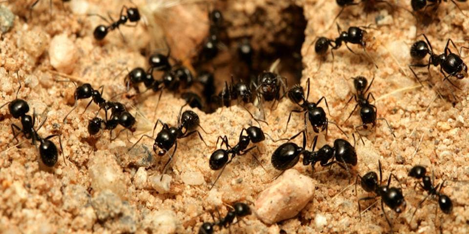 Scientific Pest Management