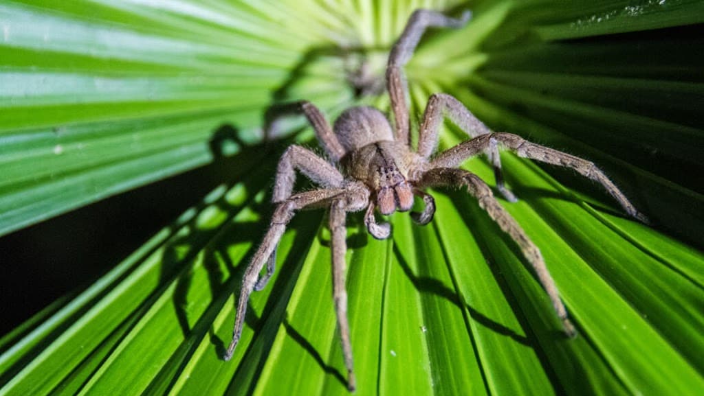 Shoalhaven Pest Solutions