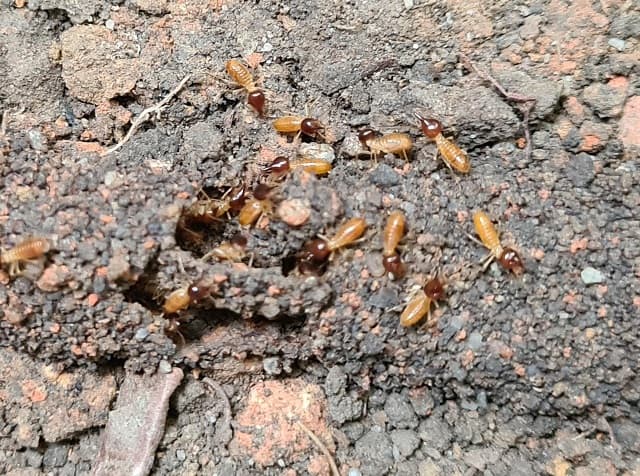 Richards Pest Control