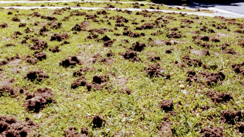 Port Macquarie Pest Control