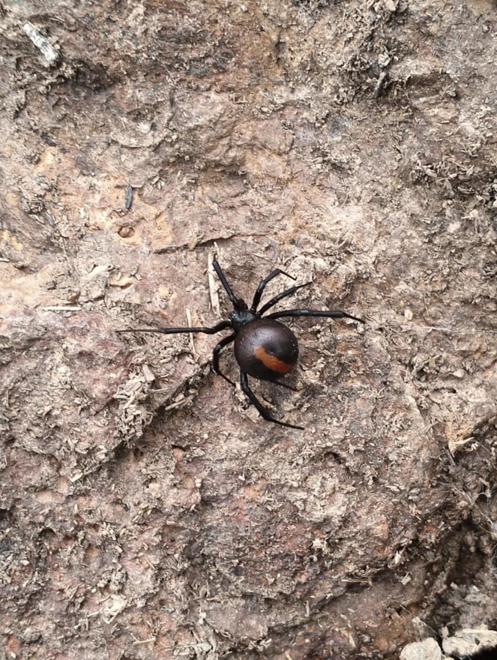 Antics Pest Control