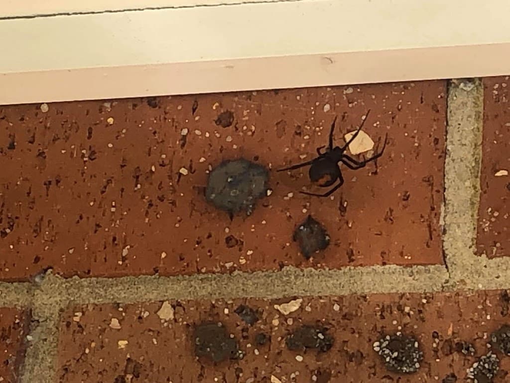 Local Pest Control Illawarra