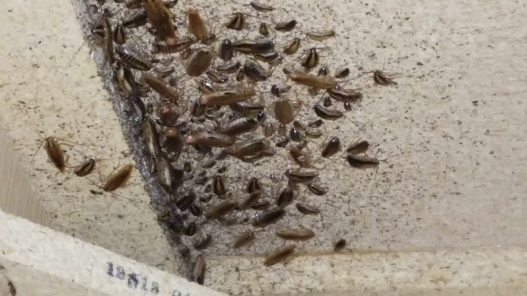 Enviro Safe Pest Control Melbourne