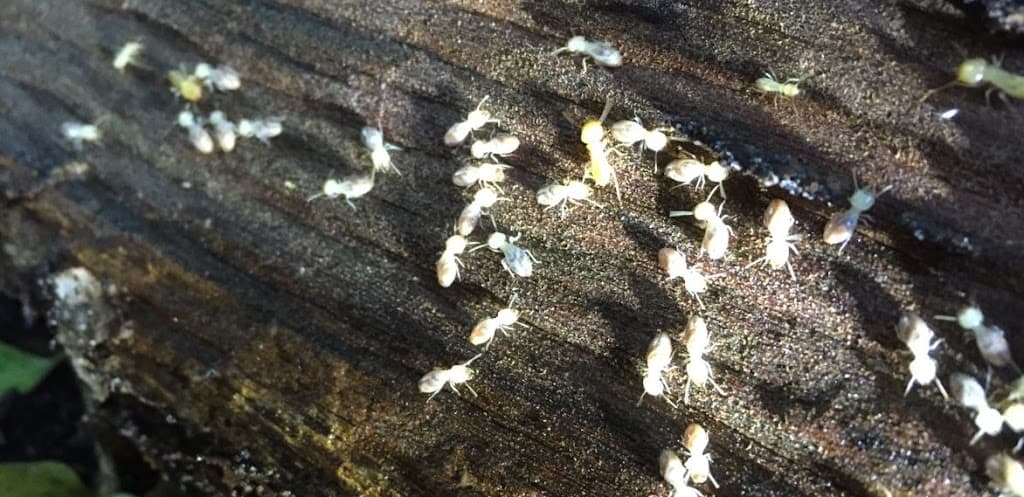 Pest-Ex Termite & Pest Control Gold Coast